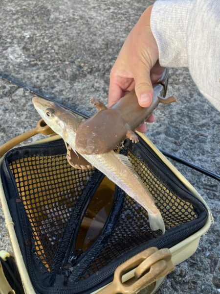 夜釣りと投げ釣り