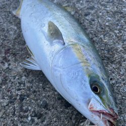 メジロ、ハマチ、サゴシ！