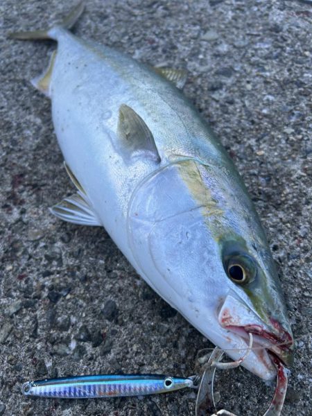 メジロ、ハマチ、サゴシ！