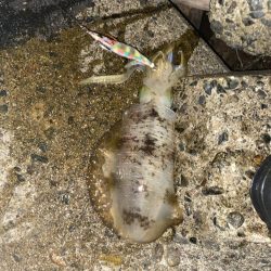 爆釣モードに突入