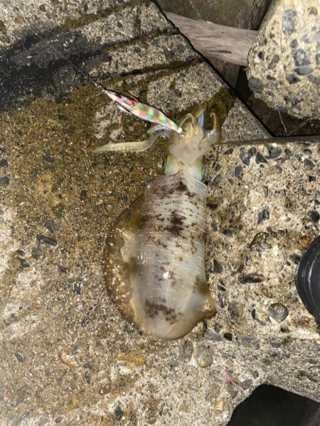 爆釣モードに突入