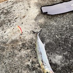 サゴシ祭は終盤なのか。