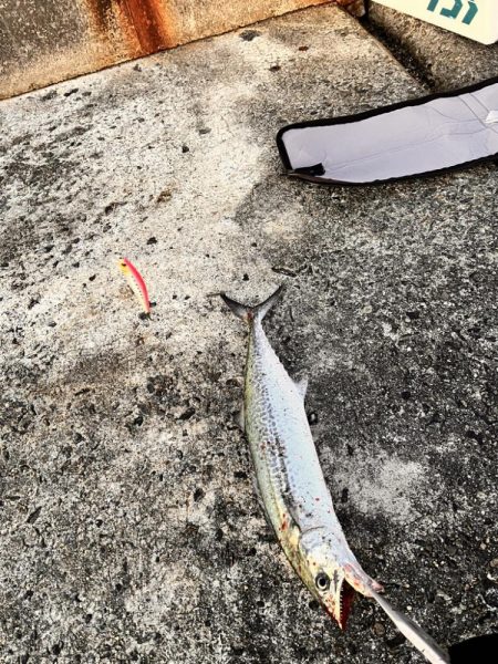 サゴシ祭は終盤なのか。