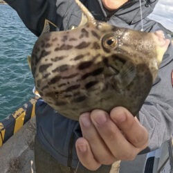 カワハギ坊主回避