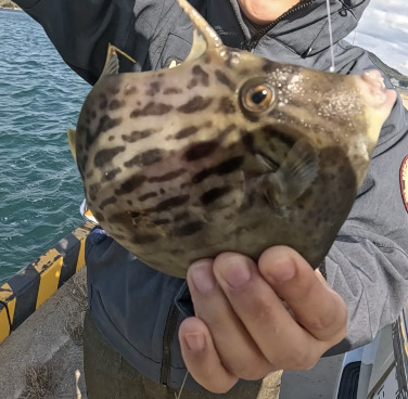 カワハギ坊主回避