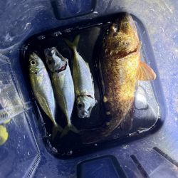 新規開拓アジング