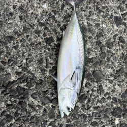 秋の小浦一文字