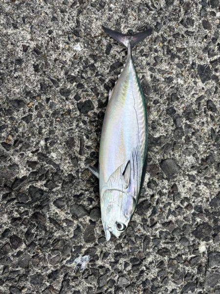 秋の小浦一文字