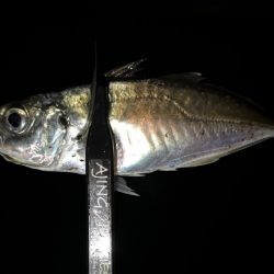 そろそろ中アジ⁈