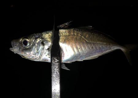 そろそろ中アジ⁈