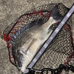 ヘチってきました