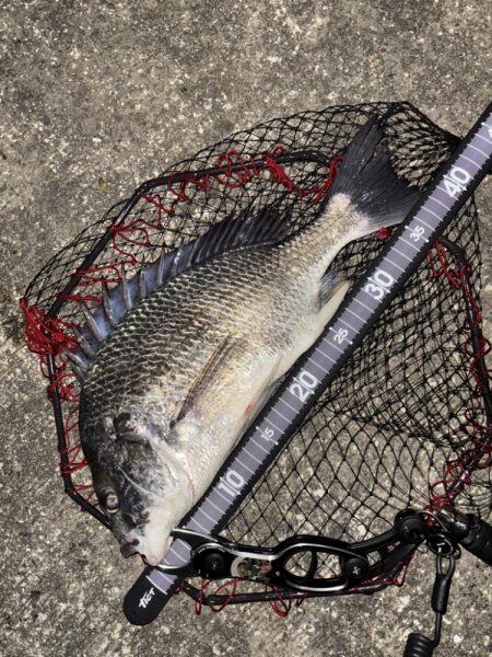 ヘチってきました