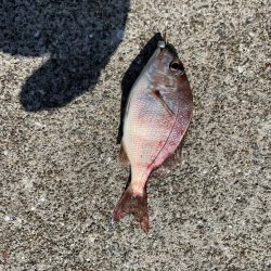 イカ，アジ，メバル