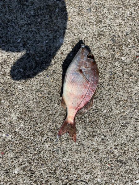 イカ，アジ，メバル