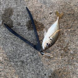 デカアジ多数釣れました