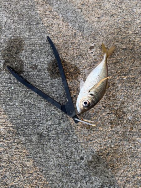 デカアジ多数釣れました