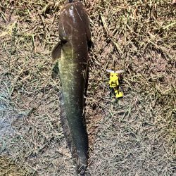 ピカチュウフィッシング