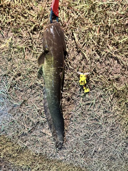 ピカチュウフィッシング