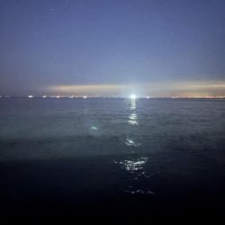 青物シーズン12