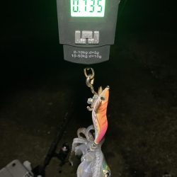 アオリイカもう少しで1kg