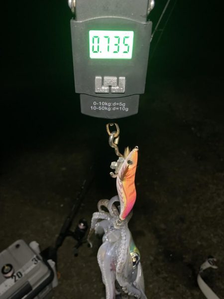 アオリイカもう少しで1kg