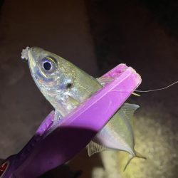 大阪湾奥アジング