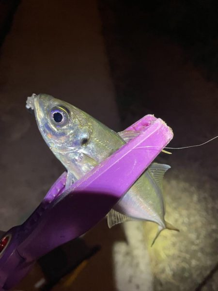 大阪湾奥アジング