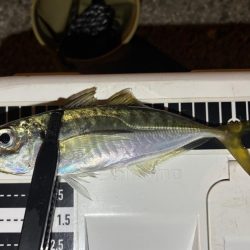 ええアジ釣れた〜