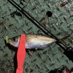 アジング定点観測