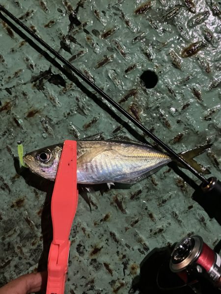 アジング定点観測