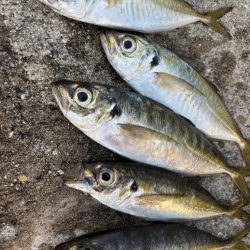 セイゴ、グレ、中アジ釣れてます