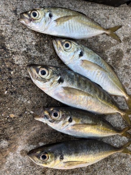 セイゴ、グレ、中アジ釣れてます