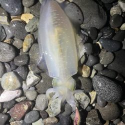 アオリイカ釣行