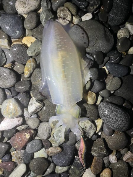 アオリイカ釣行