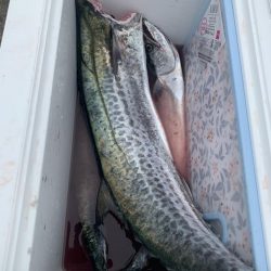 やっとサワラ〜！