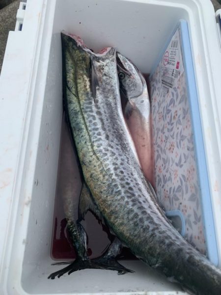 やっとサワラ〜！