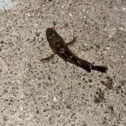 フカセからのライトゲーム