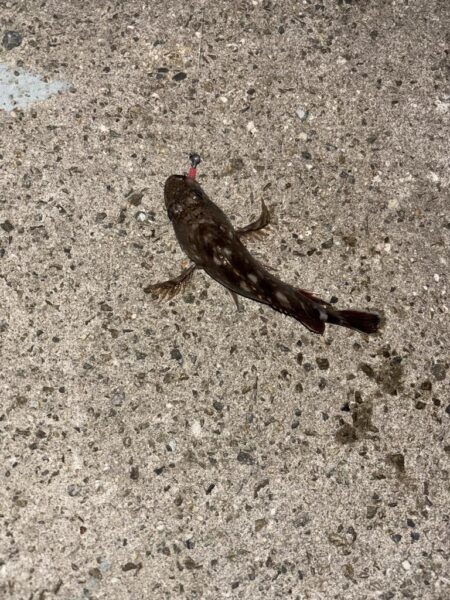 フカセからのライトゲーム