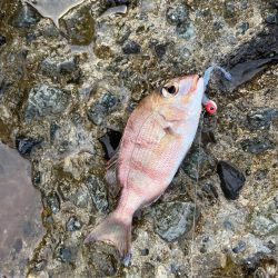 小アジとチャリコ