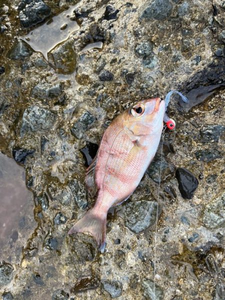 小アジとチャリコ