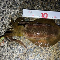 満月のエギング