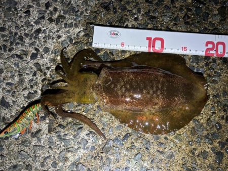 満月のエギング