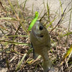 久しぶりのバス釣り