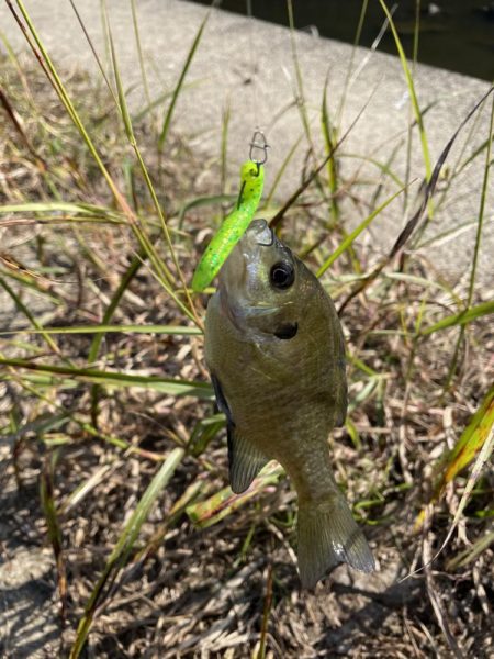 久しぶりのバス釣り