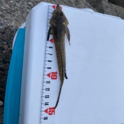 激シブ:シロギスタ