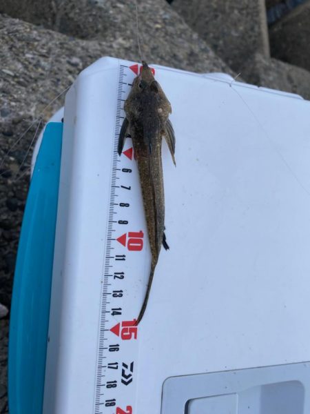 激シブ:シロギスタ