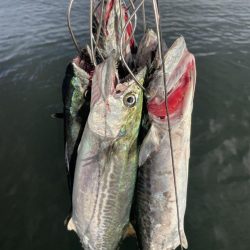 鰤、サワラ探し