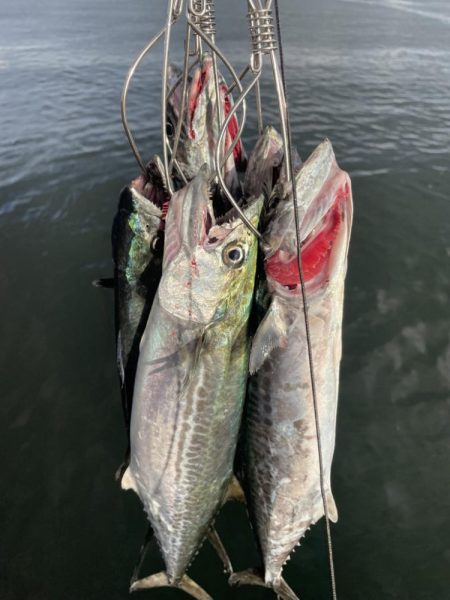 鰤、サワラ探し