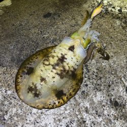 少々の波でもただ巻きエギングなら釣れる！