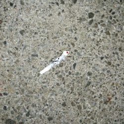 また一匹だけ…